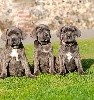  - CHIOTS CANE CORSO DISPO DE SUITE 