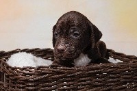 CHIOT - CHOCOLAT