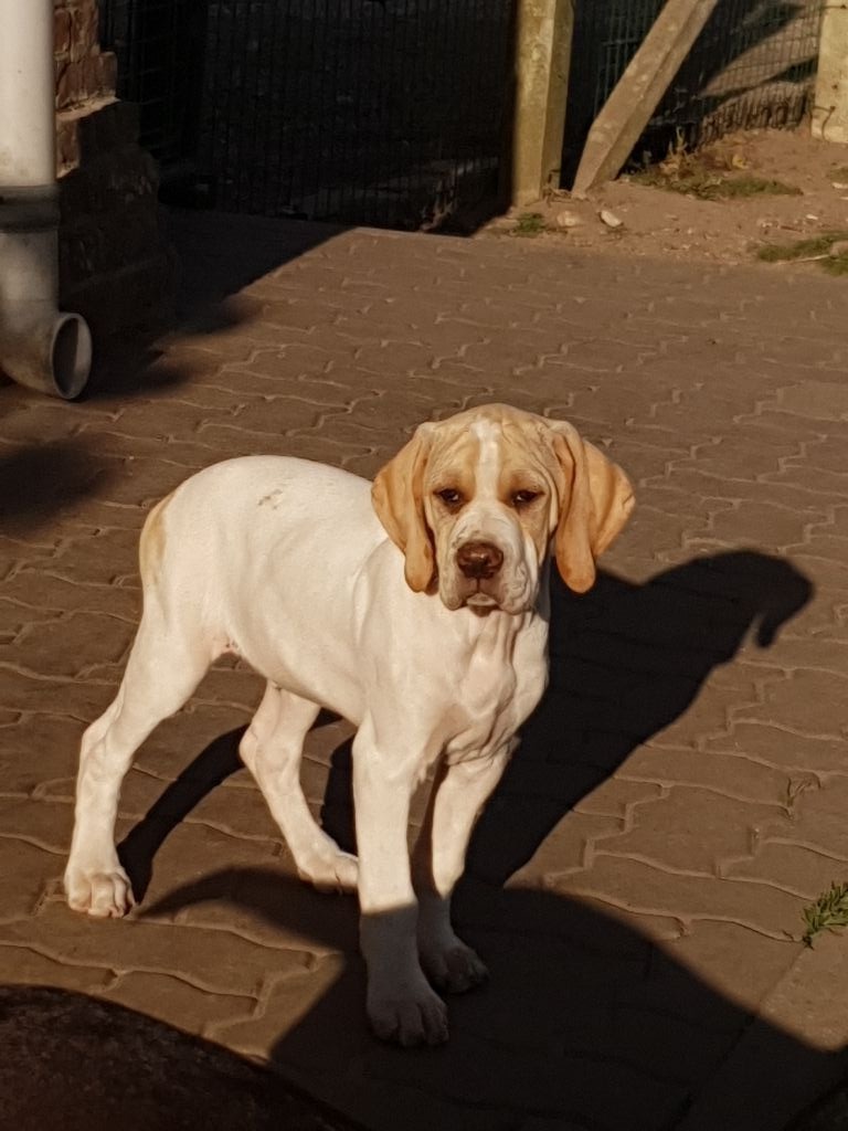 du Clos des moulinets - Chiots disponibles - Pointer